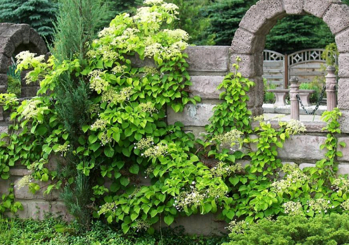 Hydrangea Petiolaris