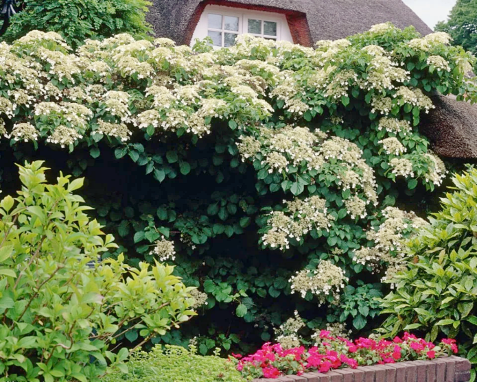 Hydrangea Petiolaris