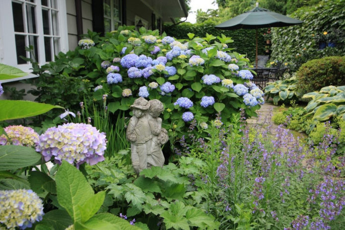 Hydrangea di kawasan campuran