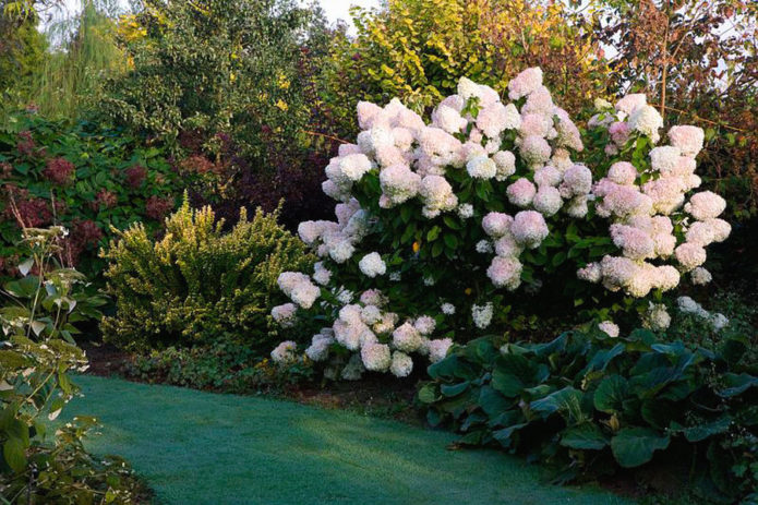 Hydrangea di kawasan campuran