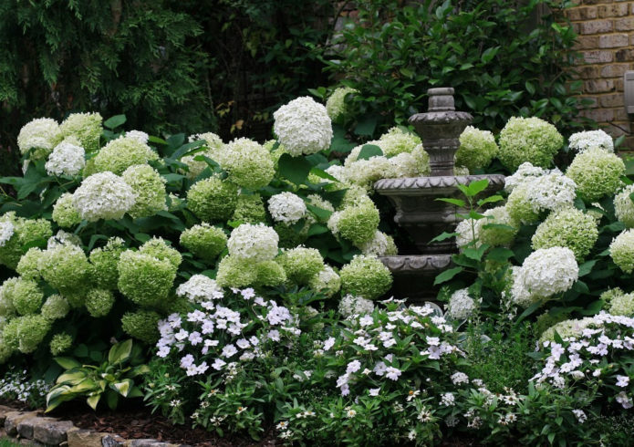 Hydrangea di kawasan campuran