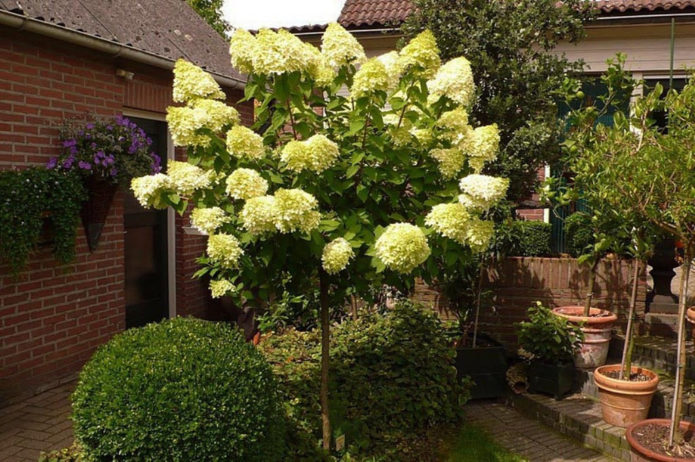 Hydrangea di batang