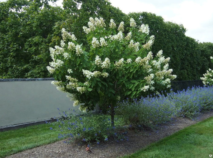 Hydrangea di batang