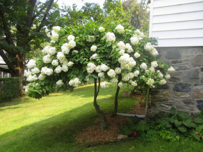 Hydrangea di batang