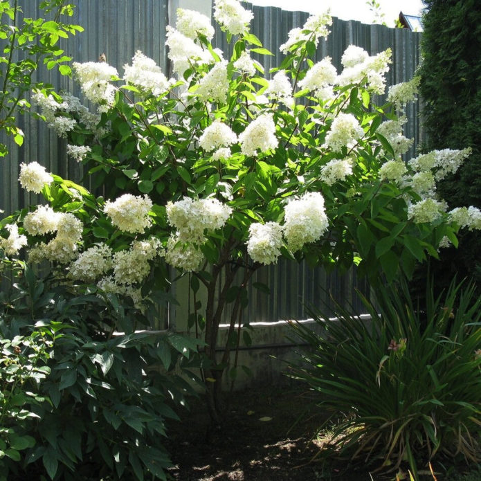 Hydrangea di batang