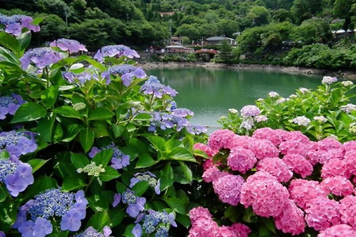 Hydrangea di tepi air