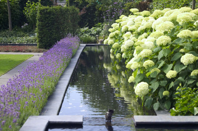 Hydrangea di tepi air