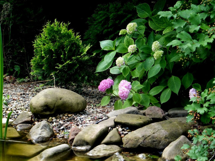 Hydrangea di tepi air