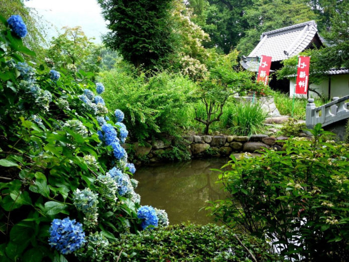 Hydrangea di tepi air