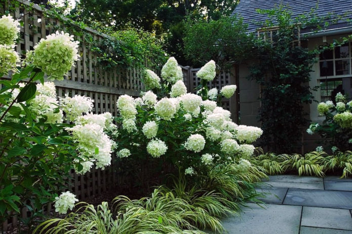 Hydrangea di sempadan