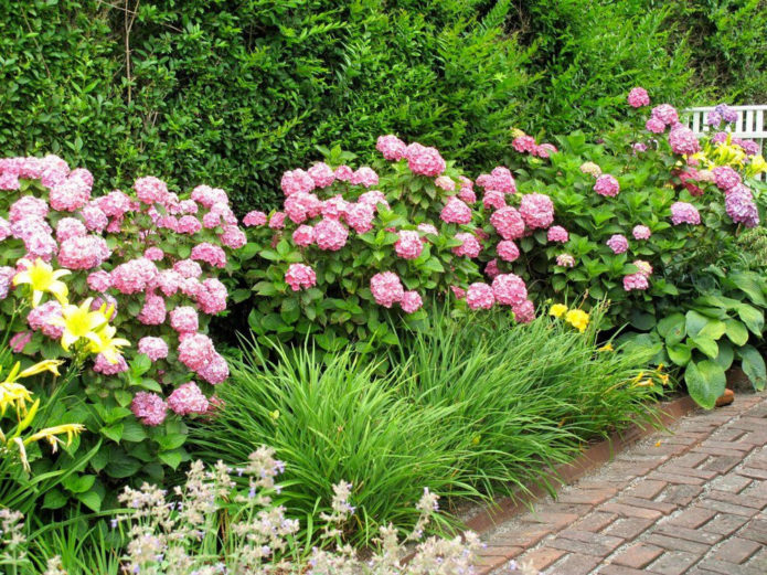 Hydrangea di sempadan