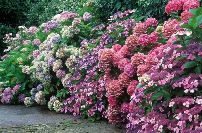 Hydrangea di sempadan