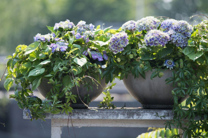 Hydrangea dalam bekas