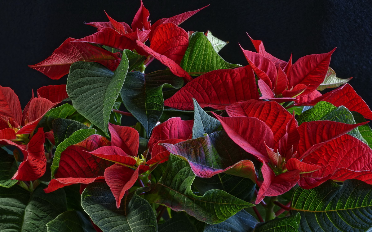 Penjagaan Poinsettia di rumah: varieti, gambar