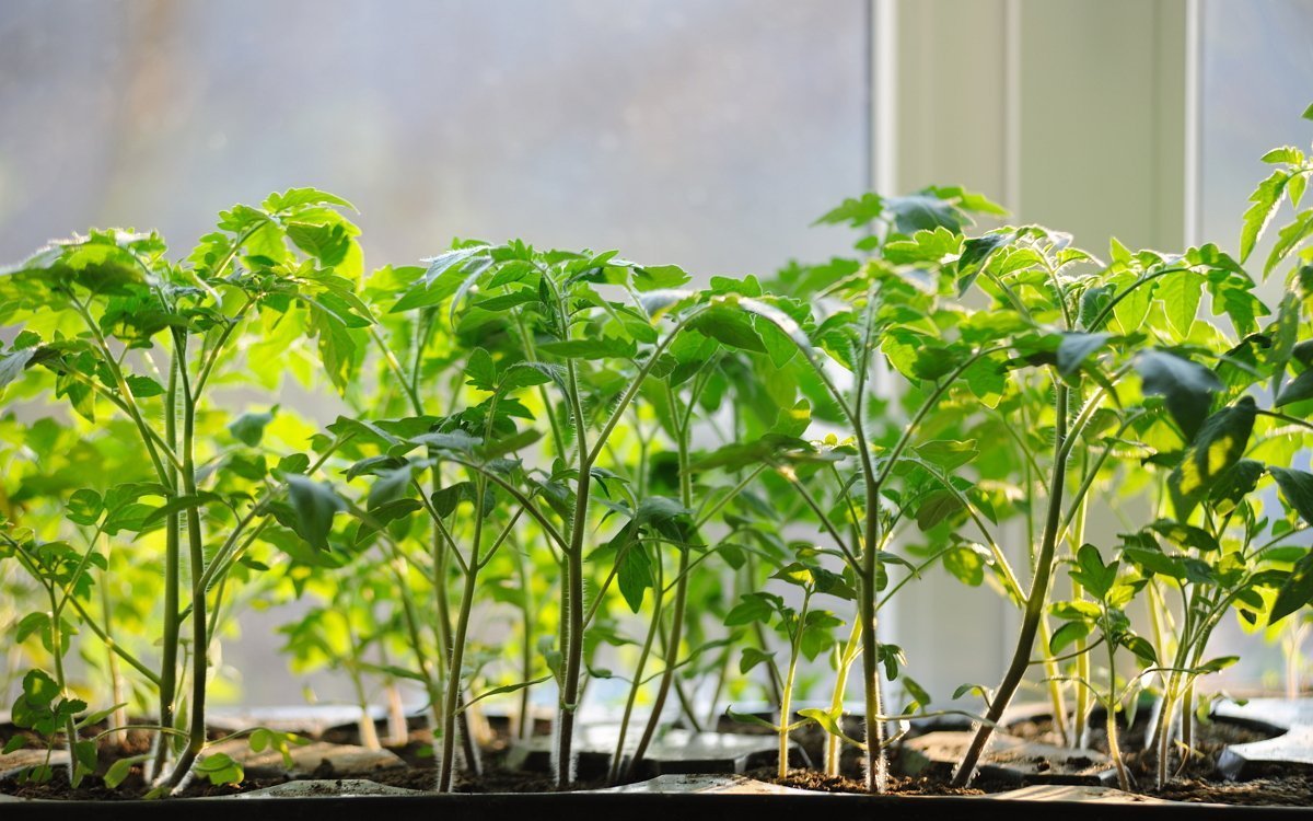 Semua baja untuk anak benih tomato: jenis baja, kapan dan apa yang lebih baik untuk diberi makan