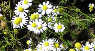 camomile farmaseutikal