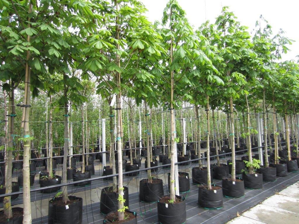 Anak pokok chestnut