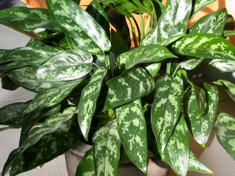 Aglaonema: jenis dan gambar, ciri penjagaan rumah