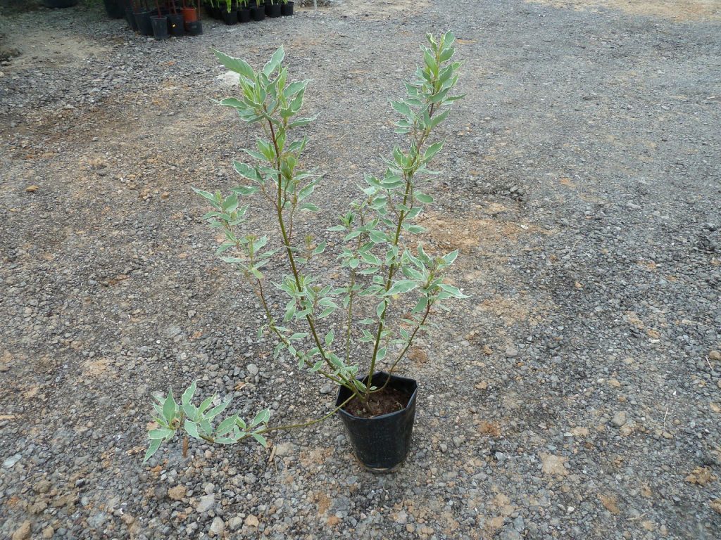 Anak pokok rumput yang pelbagai