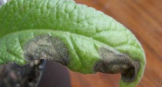 Busuk kelabu pada daun streptocarpus