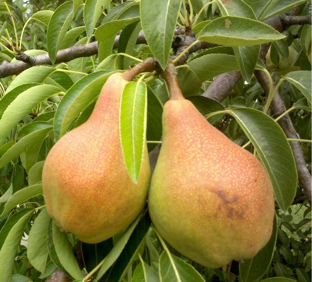 Keindahan Hutan baik untuk semua orang: baik dalam buah-buahan, dan dalam kesederhanaan, dan dalam ketahanan musim sejuk.