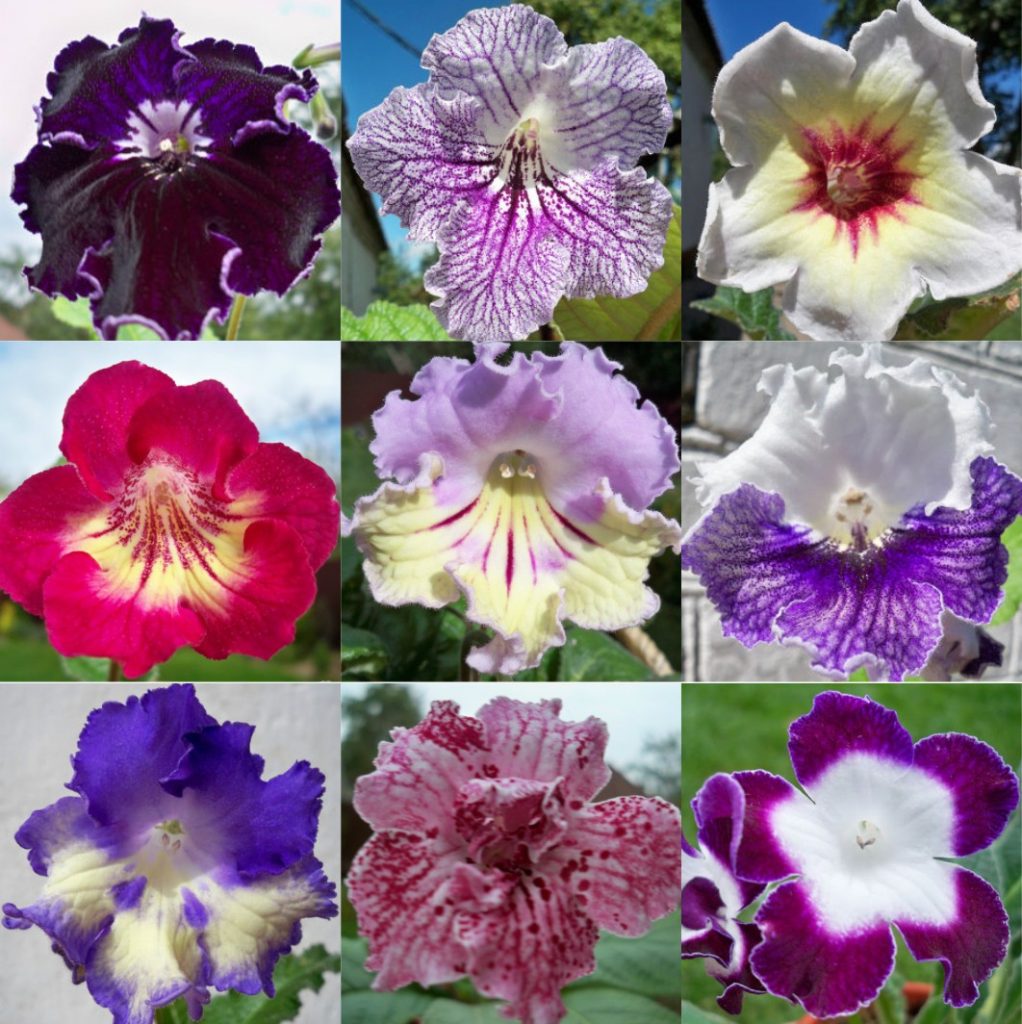 Varieti dan warna bunga streptocarpus