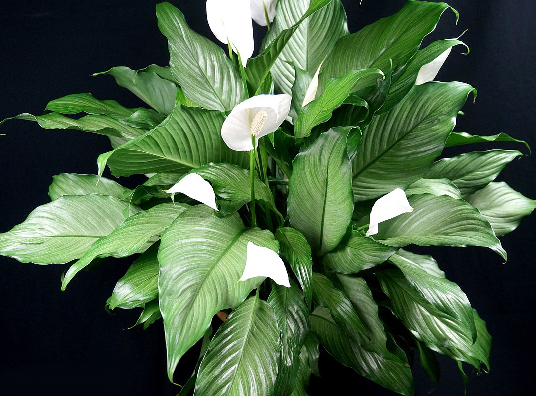 Mengapa spathiphyllum melepaskan hanya daun dan tidak berbunga?