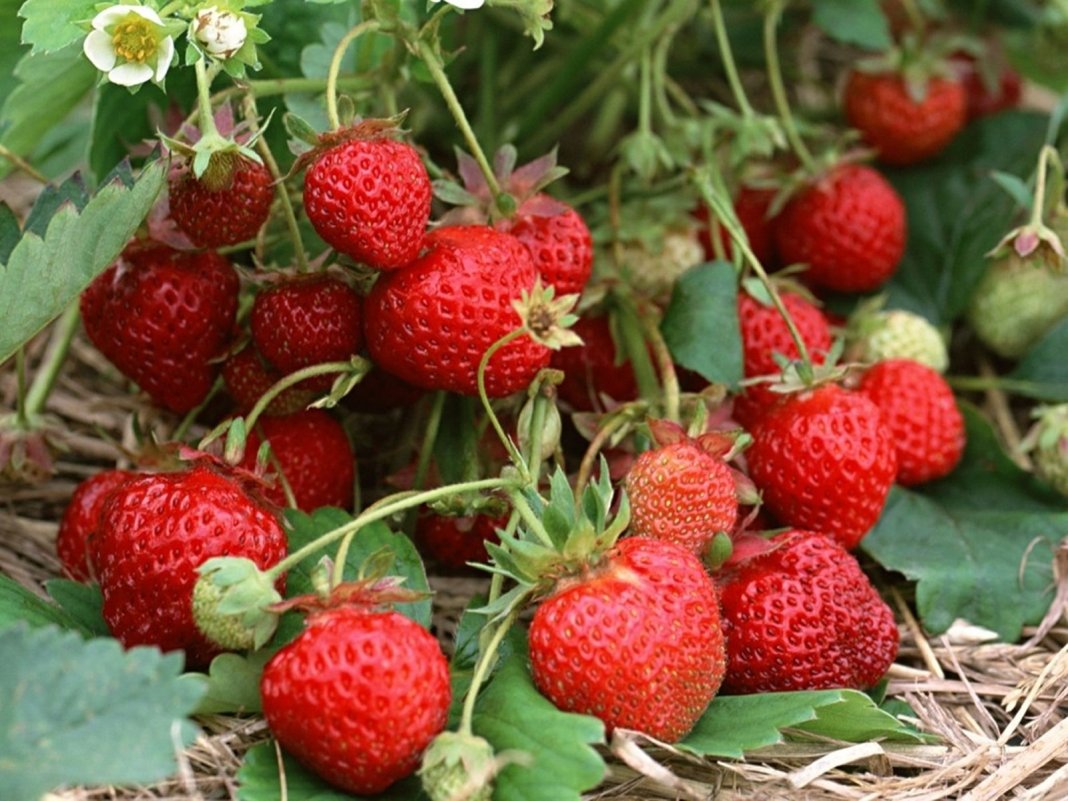 Teknologi penanaman berjaya penuaian strawberi yang masih banyak