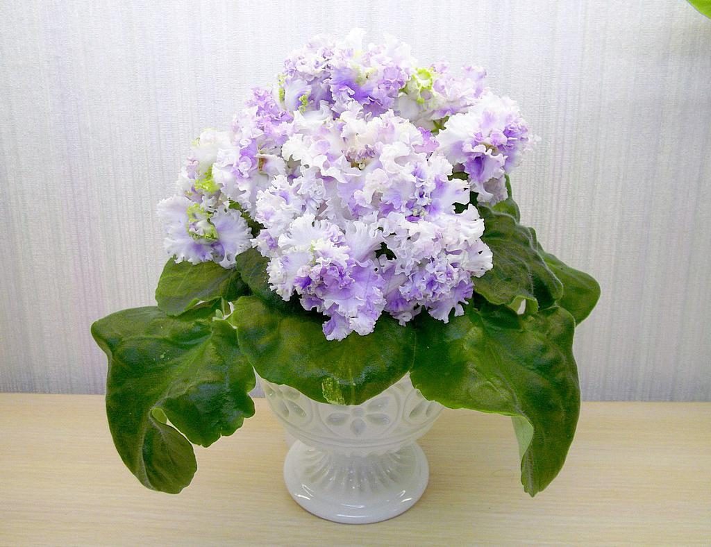 Streptocarpus dalam pasu