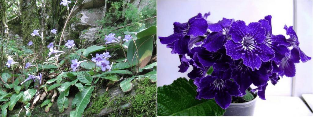 Streptocarpus Wendlen dan saudara liarnya