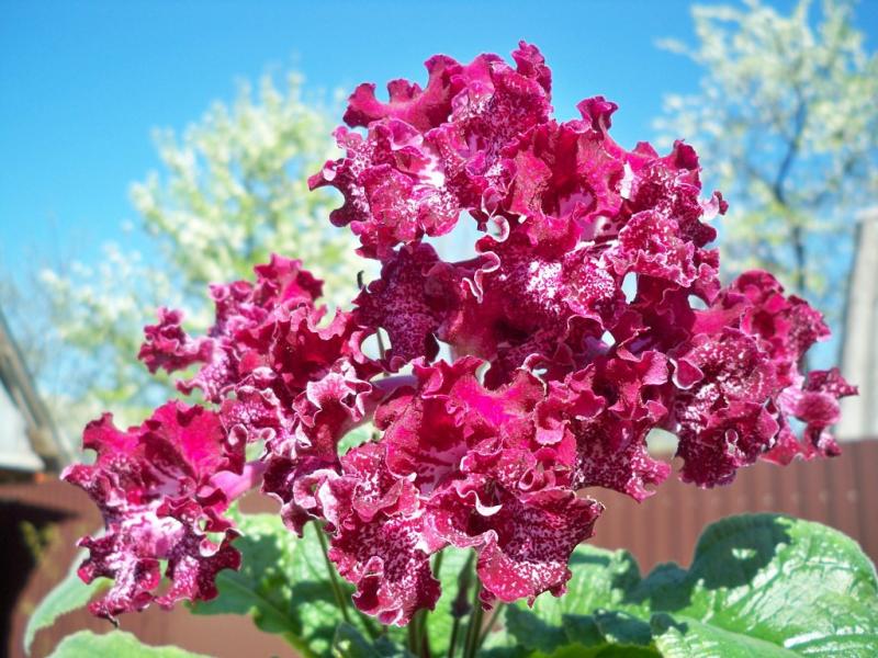 Streptocarpus