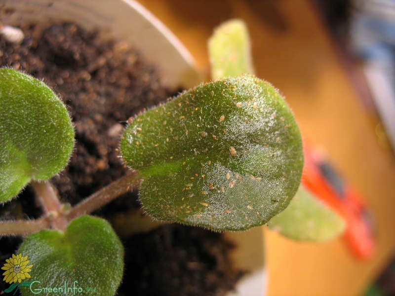 Penyakit violet dengan foto: kaedah rawatannya yang berkesan