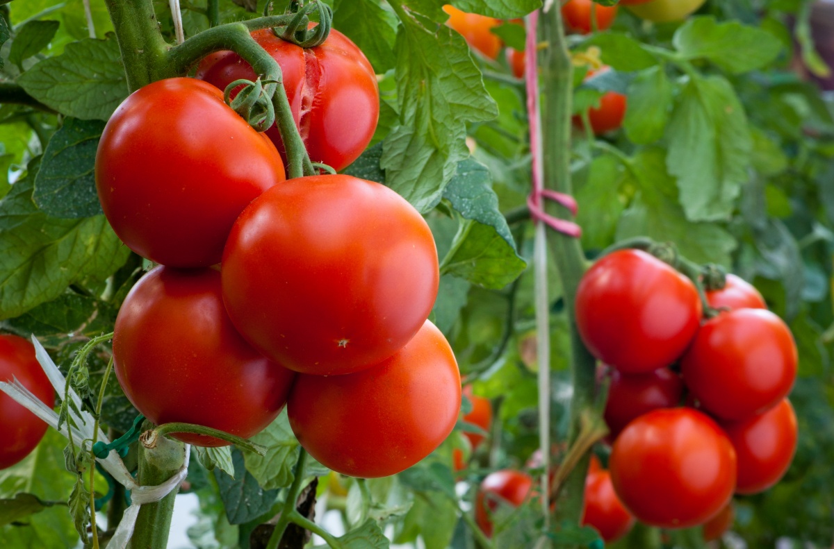 Tomato: dari menyemai untuk anak benih hingga menanam di kebun