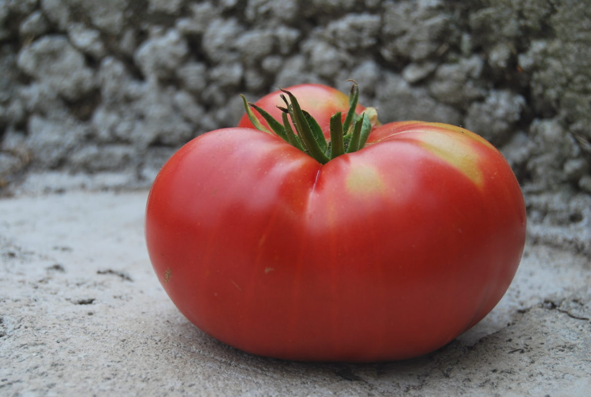 Tomato Bear's cakar: penerangan pelbagai, penanaman dan penjagaan