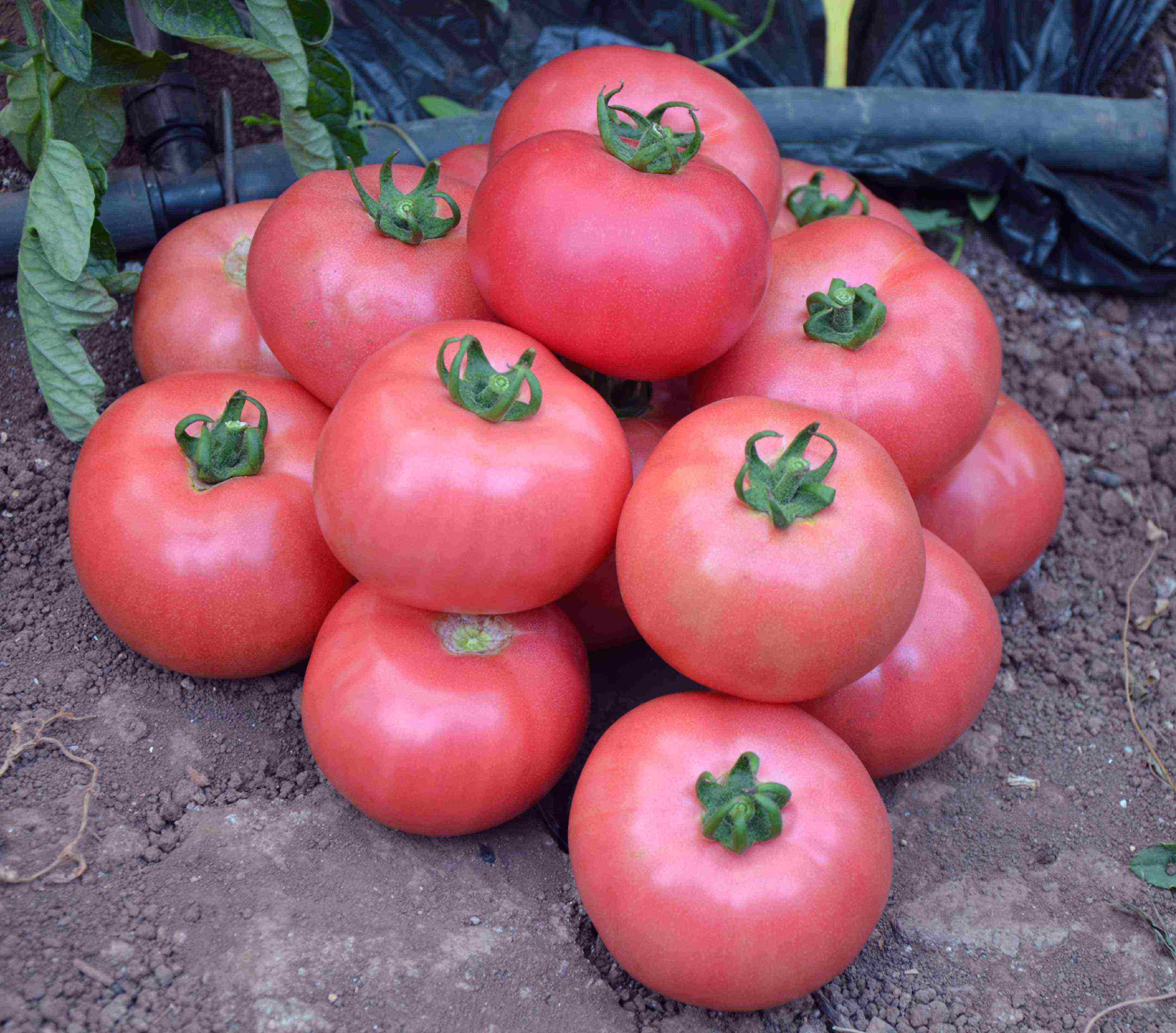 Hati Bubur Tomato Matang: Cara Menumbuhkan Varieti Salad Terbaik