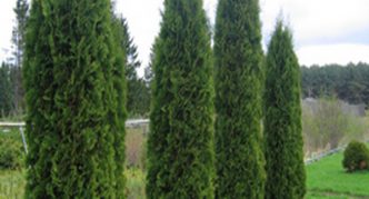 Thuja Columna