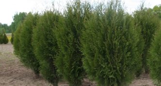 Thuja Wagneri