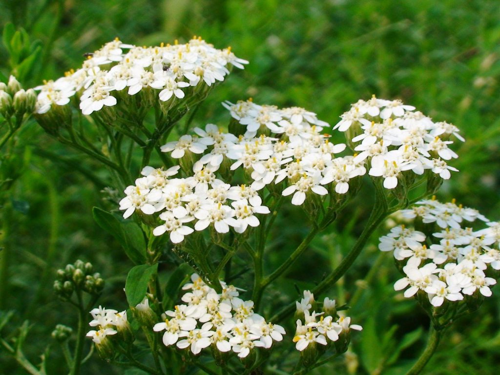 Yarrow