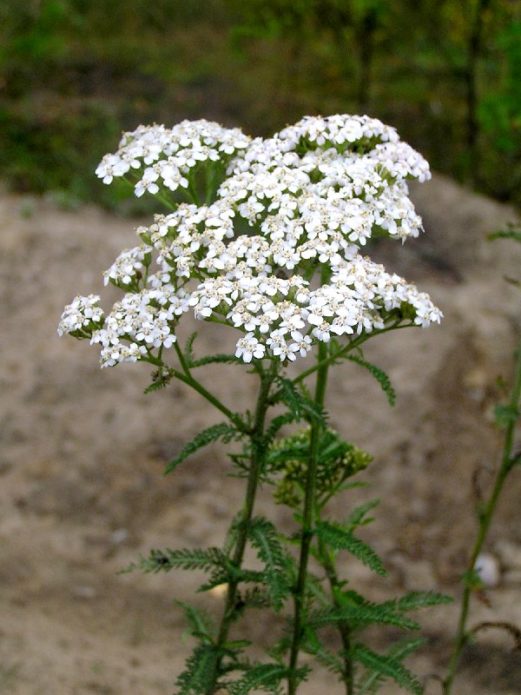 Yarrow