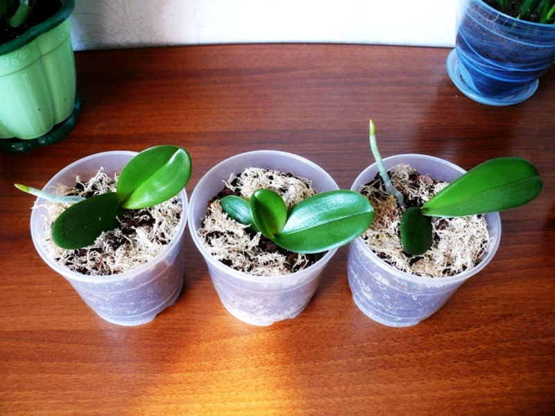 Pembiakan orkid phalaenopsis di rumah