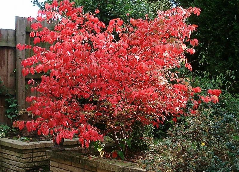 Hiasan taman - euonymus