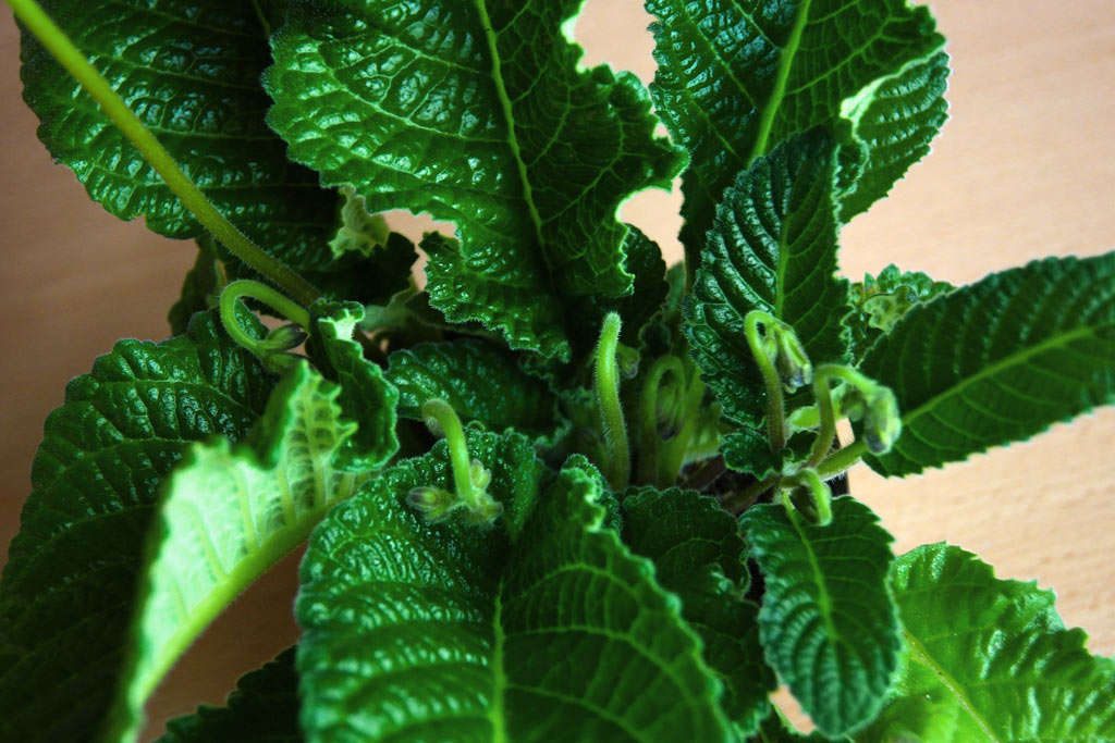 Streptocarpus dalam fasa pertumbuhan aktif