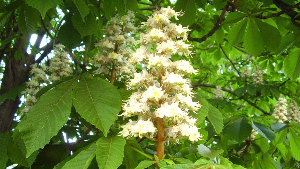 Perbungaan chestnut kuda