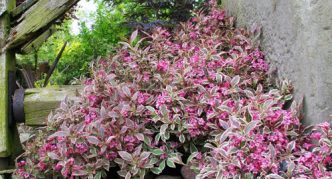 Weigela My Monet