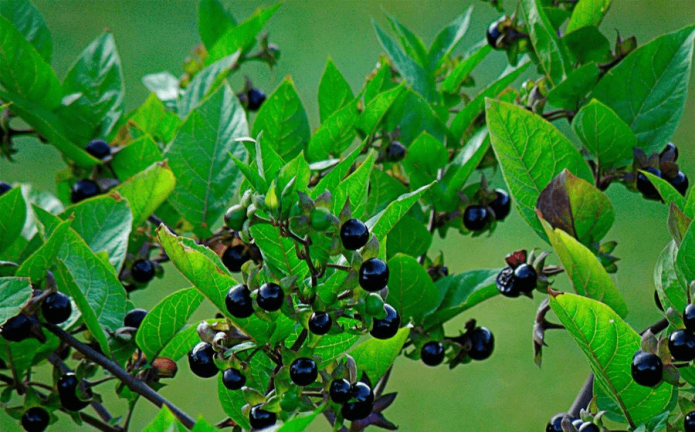 Beri Belladonna di atas semak