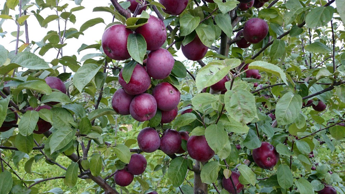 Pokok epal: bagaimana menumbuhkan pokok sihat yang senang menuai