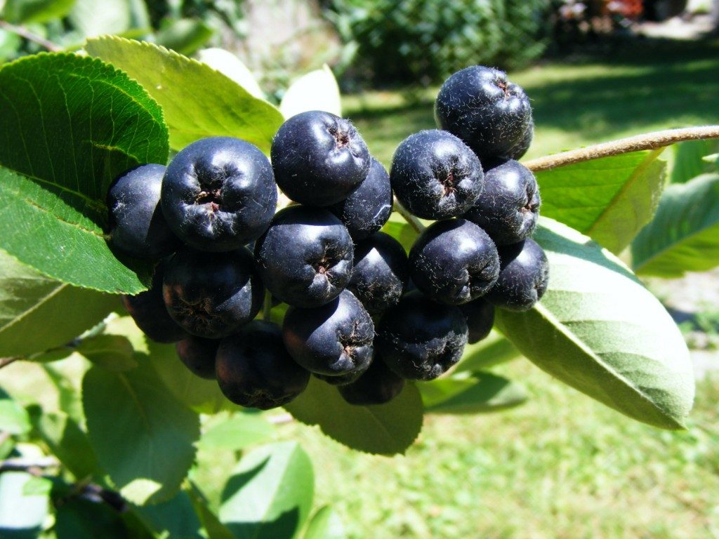 Aronia beri di semak