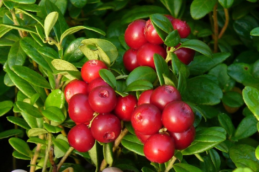 Cranberry di dahan