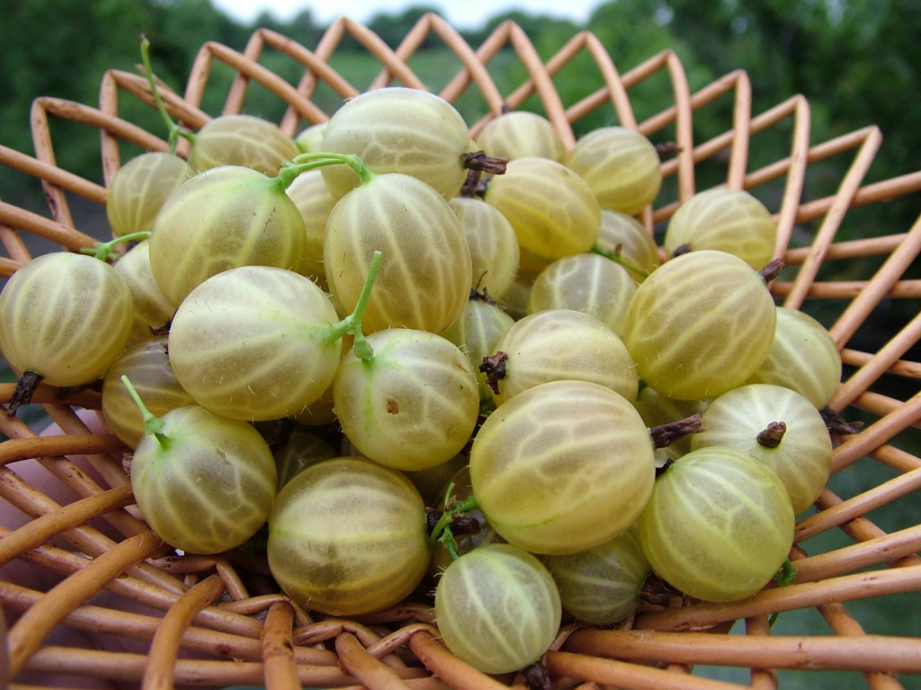 Gooseberries: kaedah pembiakan dan keberkesanannya