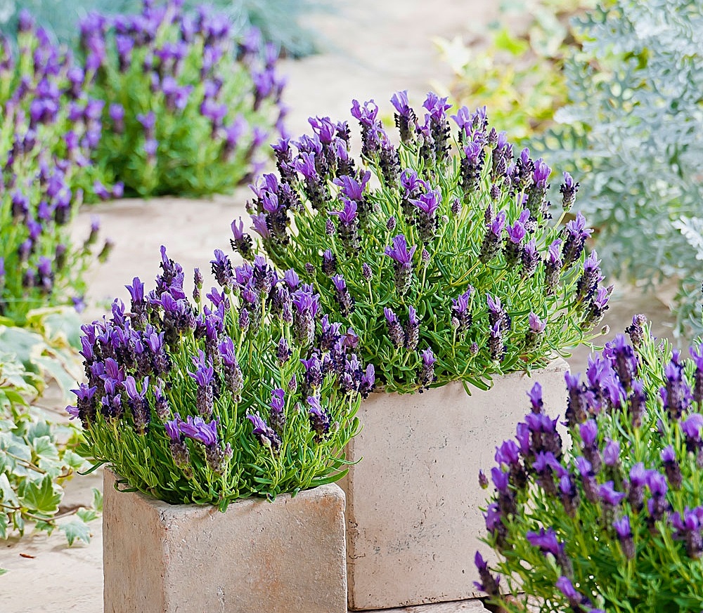 Cara menanam lavender dari biji di rumah, dan merawat